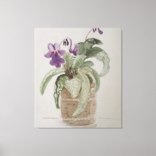 Paarse Cape Primrose Waterverf Canvas afdrukken