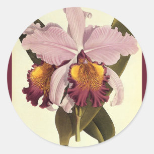 Paarse Cattleya Orchid, Tropische bloemen Ronde Sticker