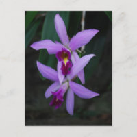 Paarse Cattleya orchidee