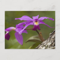 Paarse Cattleya Orchidee Cattleya violacea)