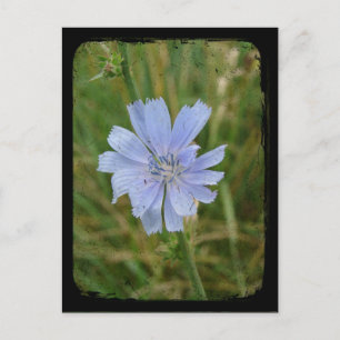 Paarse Chickory-tv Briefkaart