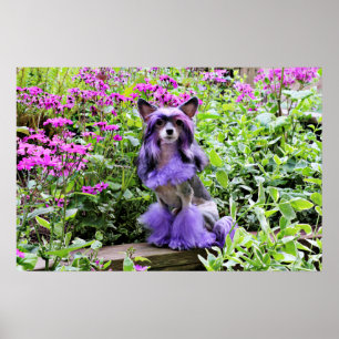 Paarse Chinese Crested Dog in roze bloemen Poster