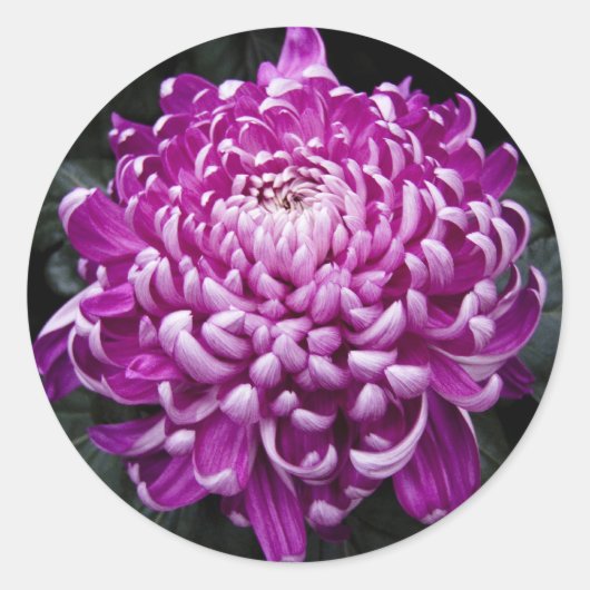 Paarse chrysant ronde Stickers (Voorkant)