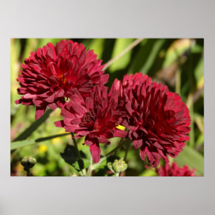 Paarse chrysanten poster