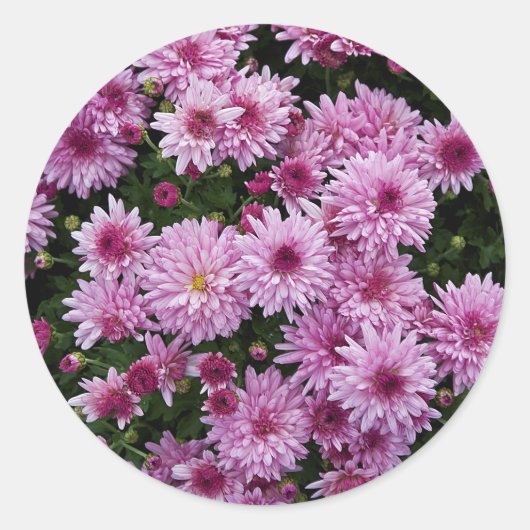 Paarse Chrysanthemum X Morifolium Flowers Ronde Sticker (Voorkant)