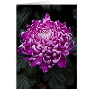 Paarse Chrysanthemumkaart