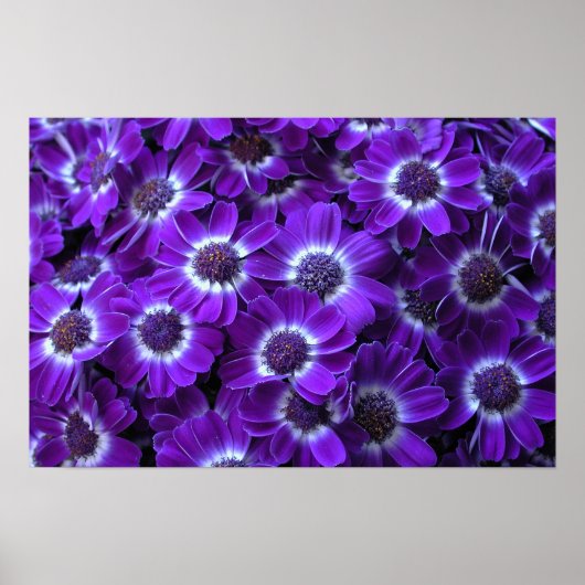 Paarse Cineraria Poster (Voorkant)