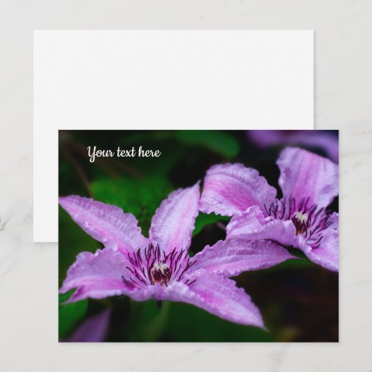 Paarse Clematis Ansichtkaart Briefkaart (Voorkant / Achterkant)