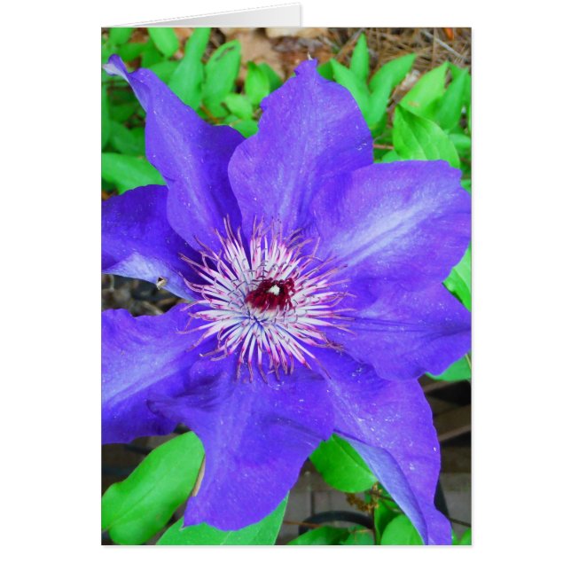 Paarse Clematis Flower (Voorkant)