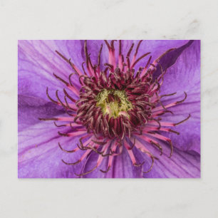 Paarse Clematis Flower Briefkaart