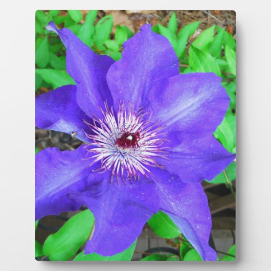 Paarse Clematis Flower Fotoplaat (Voorkant)