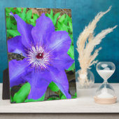 Paarse Clematis Flower Fotoplaat (Zijkant)