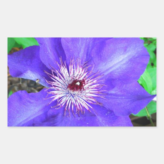 Paarse Clematis Flower Rechthoekige Sticker (Voorkant)