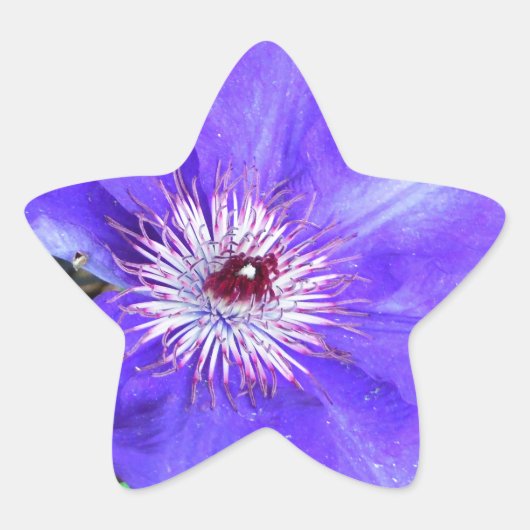 Paarse Clematis Flower Ster Sticker (Voorkant)