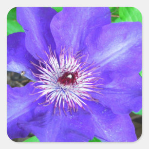 Paarse Clematis Flower Vierkante Sticker