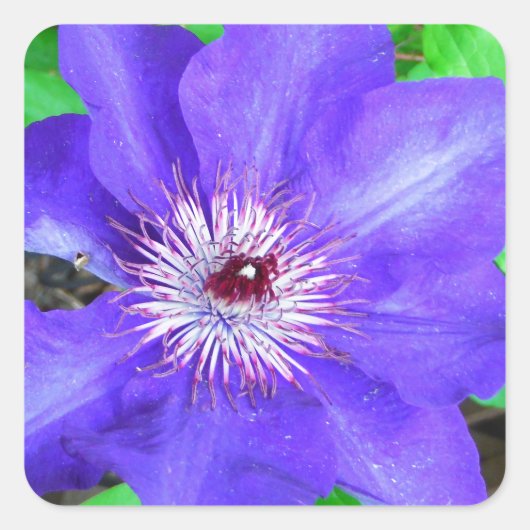 Paarse Clematis Flower Vierkante Sticker (Voorkant)