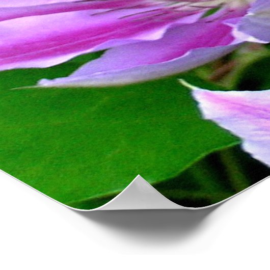 Paarse Clematis-Poster voor foto's/afdrukken Poster (Hoek)