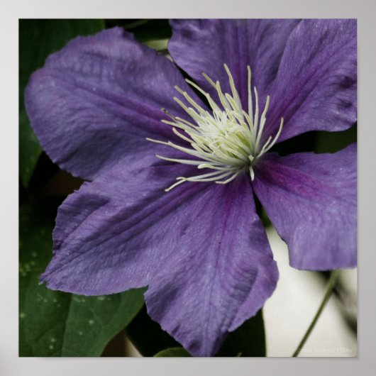 Paarse Clematis Print (Voorkant)