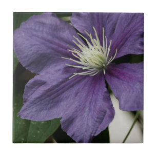 Paarse Clematis-Tegel Tegeltje