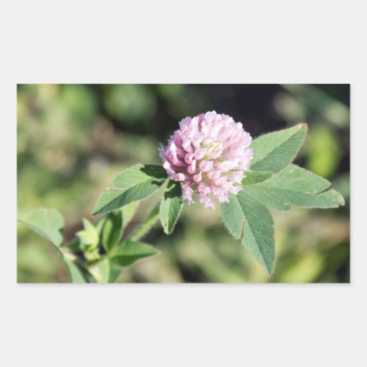 Paarse Clover Wildflower Foto Rechthoekige Sticker (Voorkant)