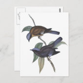 Paarse Cochoa Briefkaart (Voorkant / Achterkant)