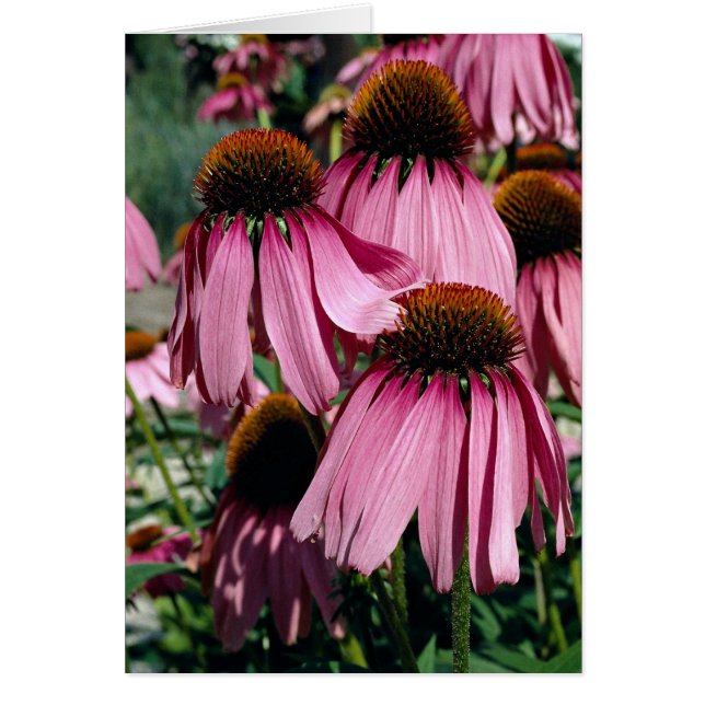 Paarse conefloer, echinacea purpurea (Voorkant)