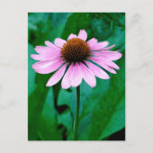 Paarse Coneflower Daisy Briefkaart (Voorkant)