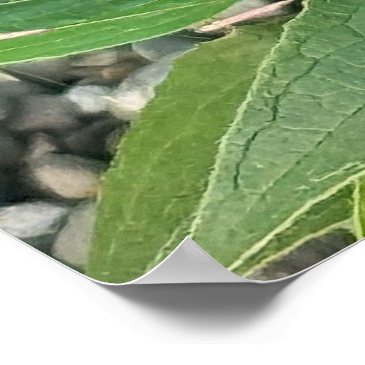 Paarse Coneflower Photo Poster (Hoek)