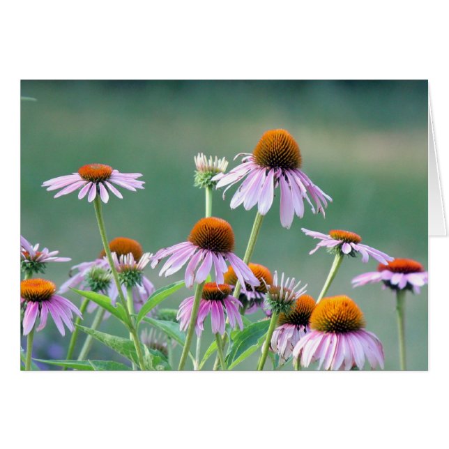 Paarse coneflowers! (Voorkant Horizontaal)