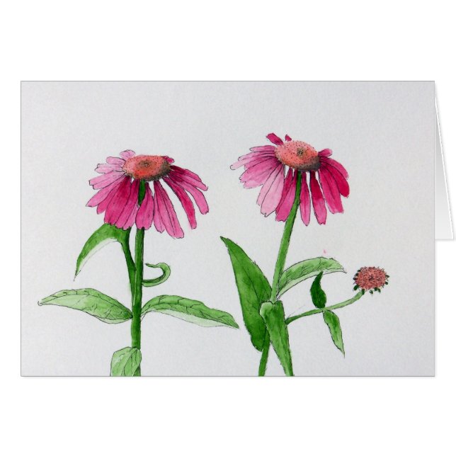 Paarse Coneflowers (Voorkant Horizontaal)