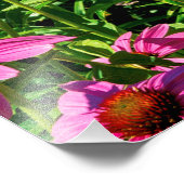 Paarse Coneflowers Foto Afdruk (Hoek)