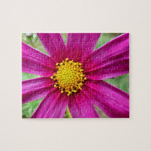 Paarse Cosmos Wilde Bloem Legpuzzel (Horizontaal)