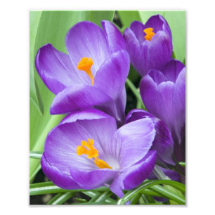 Paarse Crocus Blooms in de tuin Foto Afdruk