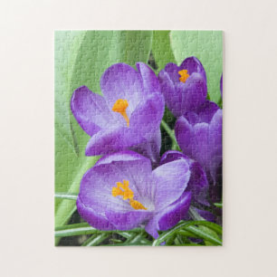 Paarse Crocus Blooms in de tuin Legpuzzel