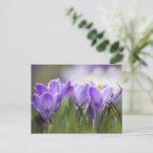 paarse crocus briefkaart (Staand voorkant)
