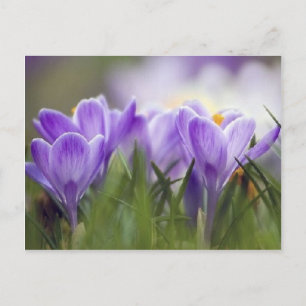 paarse crocus briefkaart