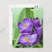 Paarse Crocus Flowers Briefkaart (Voorkant / Achterkant)