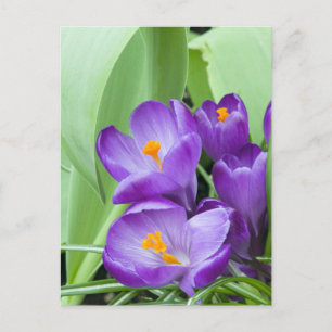 Paarse Crocus Flowers Briefkaart