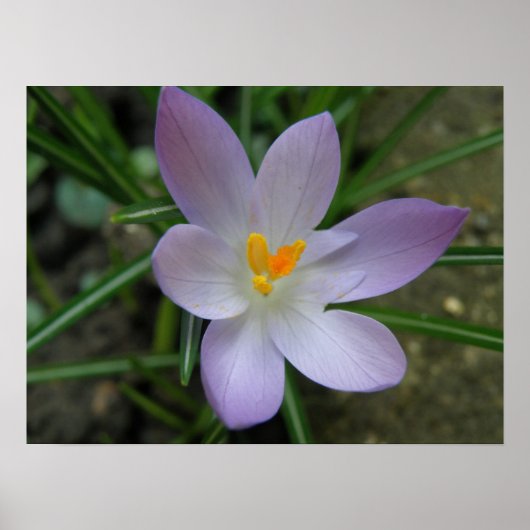 Paarse Crocus Macro Print (Voorkant)