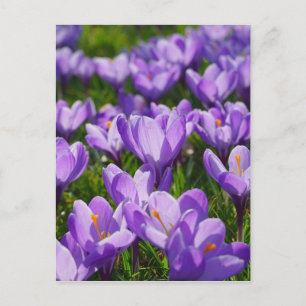 Paarse Crocus Pasen Groet Ansichtkaart Feestdagenkaart