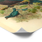 Paarse Curl Crested Manucode  Bird Print (Hoek)