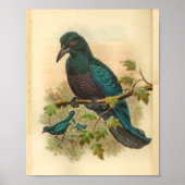 Paarse Curl Crested Manucode  Bird Print (Voorkant)