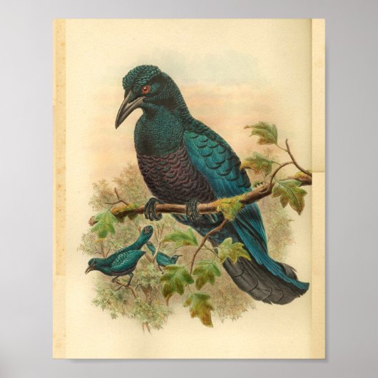 Paarse Curl Crested Manucode  Bird Print (Voorkant)