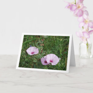 Paarse Dagwinde, Kaasjeskruid Wilde Bloemen Kaart