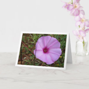 Paarse Dagwinde, Kaasjeskruid Winde Wildeflora Kaart