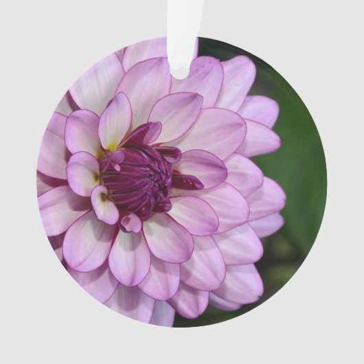 Paarse dahlia flower bloesems kerstfeest ornament (voorkant)