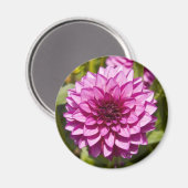 Paarse Dahlia Magnet Magneet (Voorkant / Achterkant)