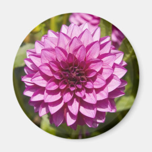 Paarse Dahlia Magnet Magneet