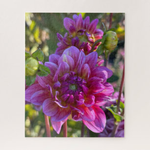 Paarse Dahlia, Oakland Legpuzzel