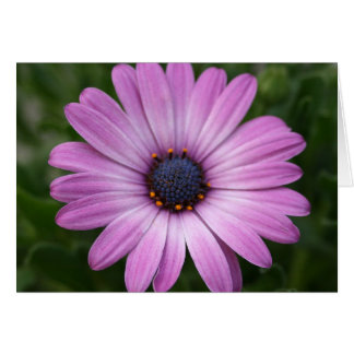 Paarse Daisy
